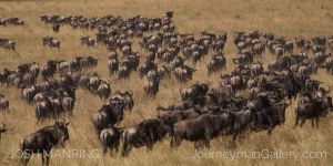 Josh Manring Photographer Decor Wall Art - africa wildlife-32.jpg